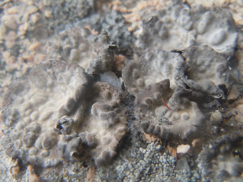 ragnatele sui licheni